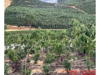 Área Rural à venda em leilão