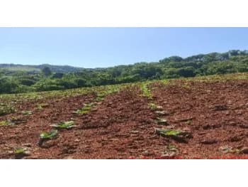 Área Rural à venda em leilão