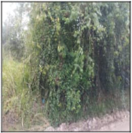 ITABORAI - AGRO BRASIL (SAMBAETIBA)