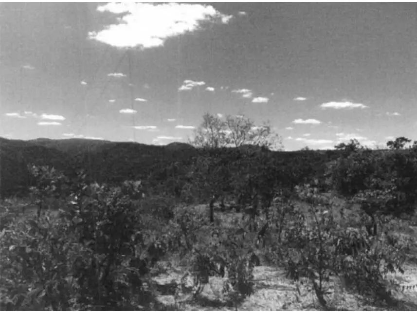 Área Rural à venda em leilão