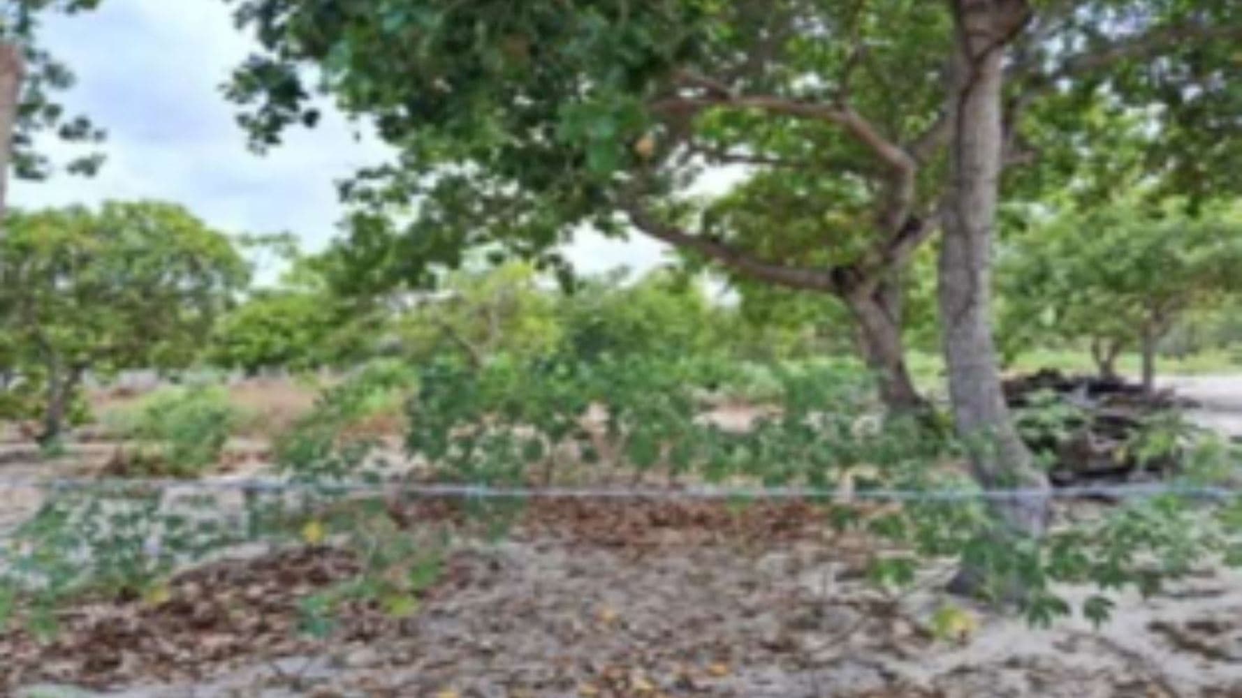 Terreno em Curimatã - Pacajus/CE - foto 4
