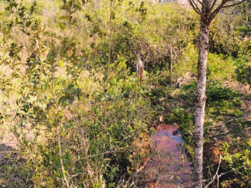 Fazenda à venda em leilão - foto 3