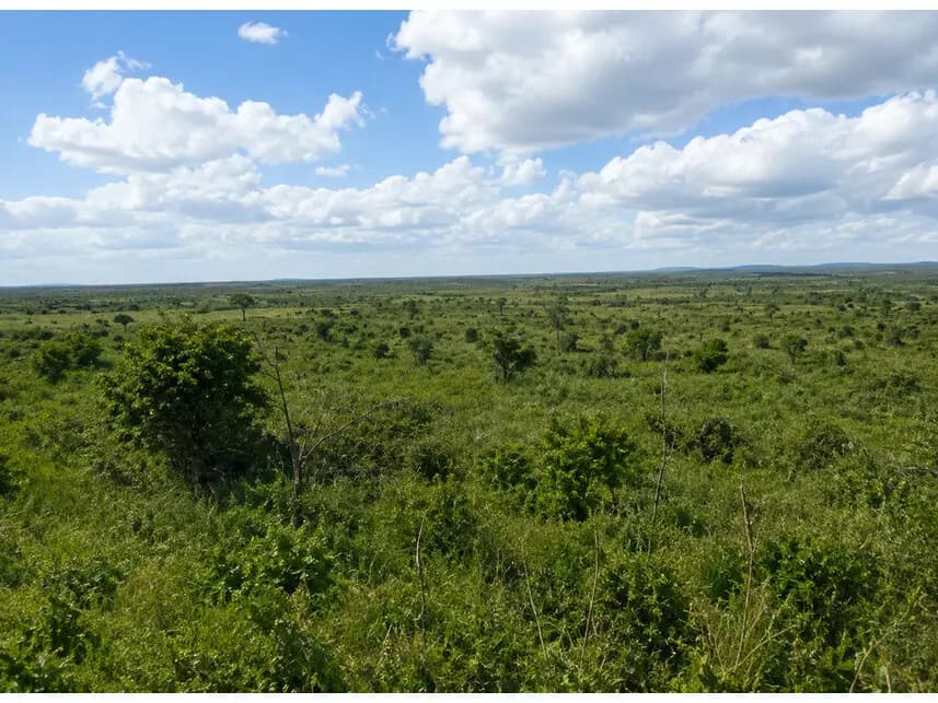 Fazenda à venda em leilão - foto 4