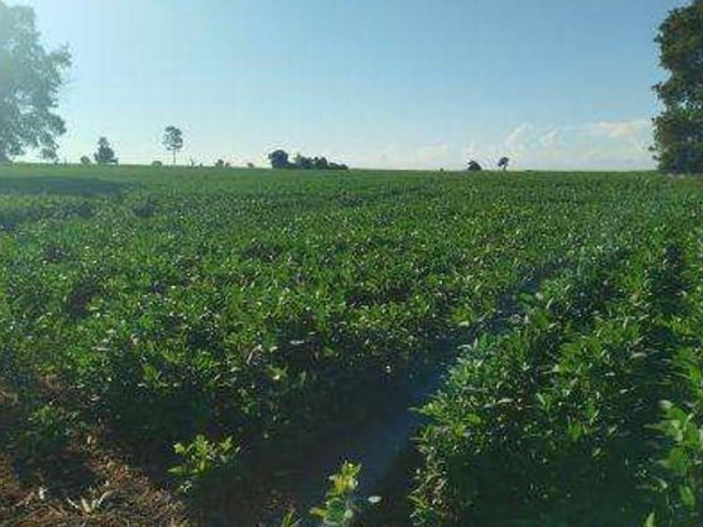 Imóvel Rural com Área de 40 ha (Sítio São João II) - Itaporã - MS