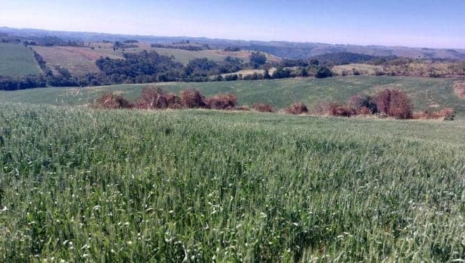 Imóvel Rural com Área de 72.600 m² (Gleba Alvorada) - Colônia Muquilão - Nova Tebas - PR - foto 2