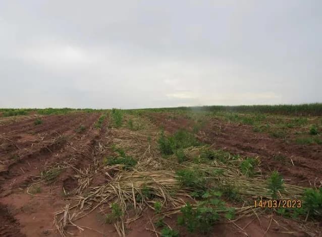 Imóvel Rural, A.T. 23,72ha, Sitio Iguaçu, Lagoa Branca - foto 5